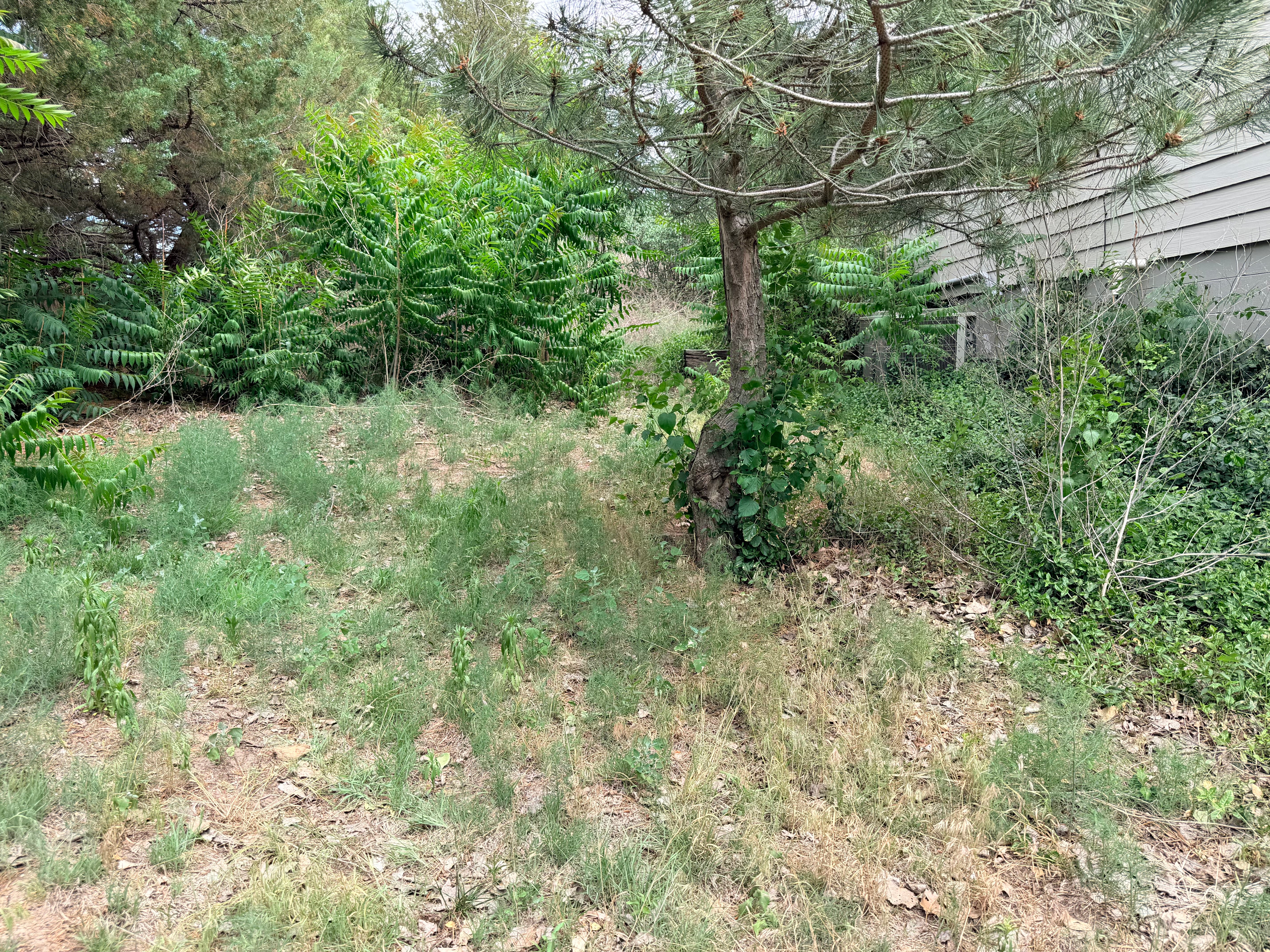 Bush trimming services
